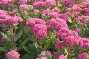 Sedum spectabile ´Carl´